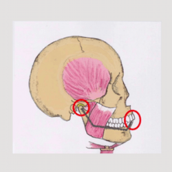 Masticatory System Whitepaper